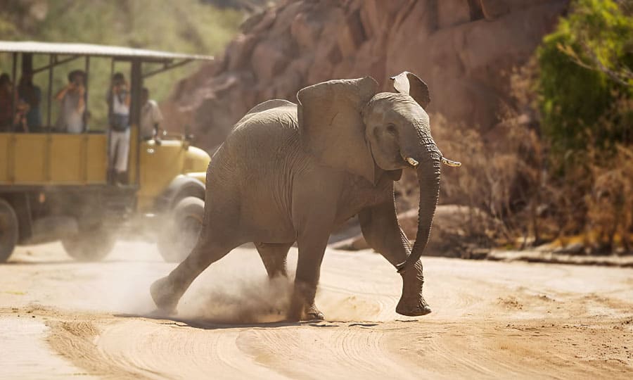 Brandberg-Elephant-Tours