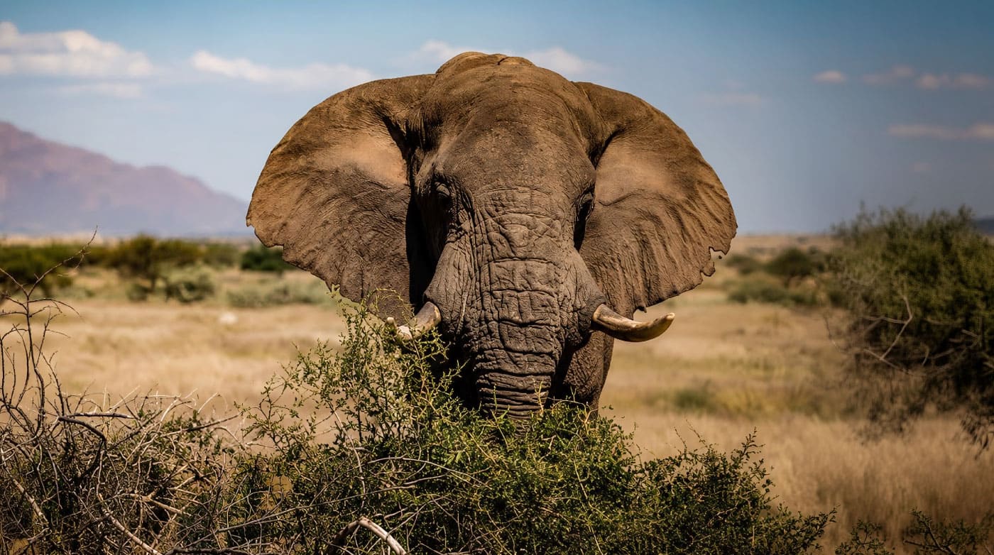 Elephant-Tours-Mobile-Slider-1