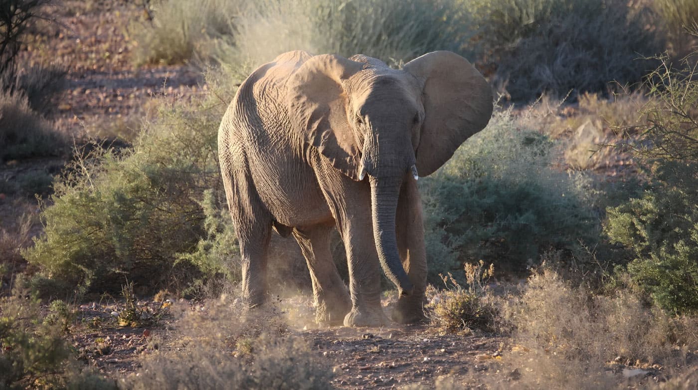 Elephant-Tours-Mobile-Slider-3