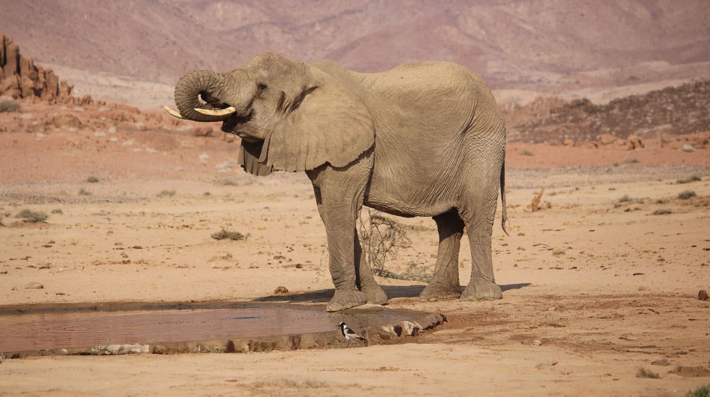 Elephant-Tours-Mobile-Slider-4